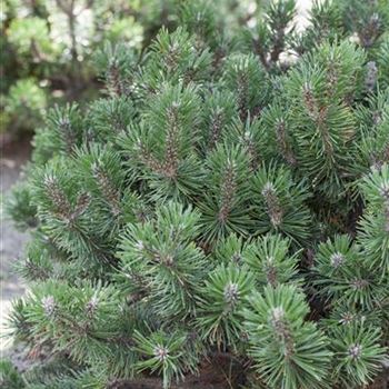 Pinus mugo 'Humpy'