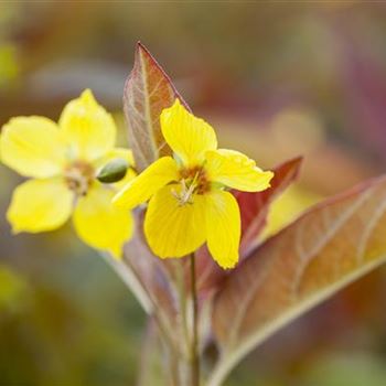 Lysimachia ciliata 'Firecracker'