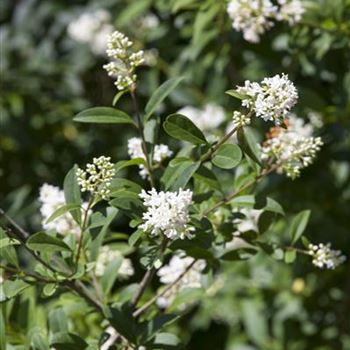 Ligustrum ovalifolium