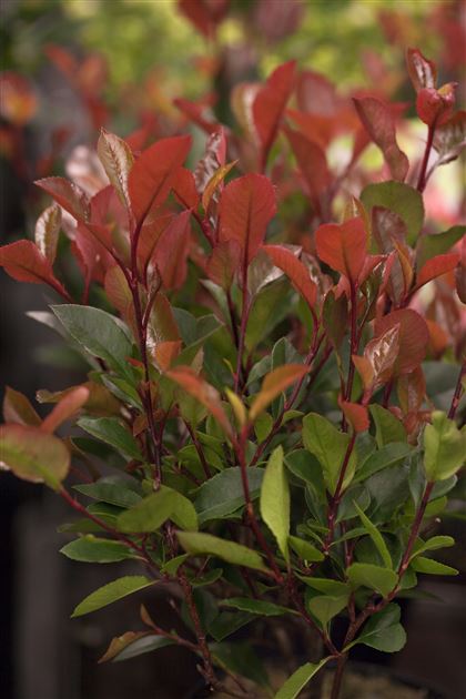 Photinia fraseri 'Little Red Robin' von Bruns Pflanzen