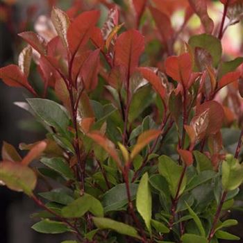 Photinia fraseri