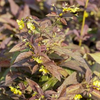 Lysimachia ciliata 'Firecracker'