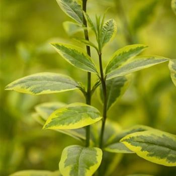 Ligustrum ovalifolium 'Aureum'