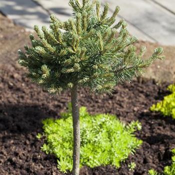 Pinus mugo 'Mini Mops'