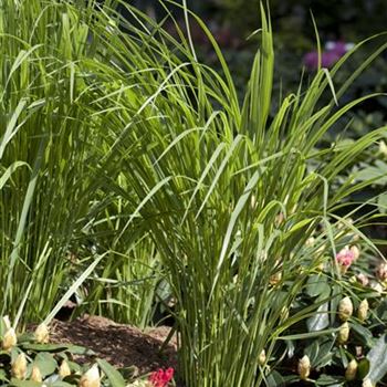 Panicum virgatum 'Northwind'