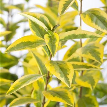 Ligustrum ovalifolium 'Aureum'