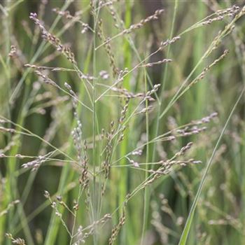 Panicum virgatum 'Northwind'