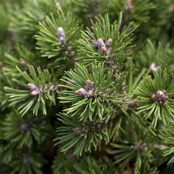 Pinus mugo 'Mini Mops'