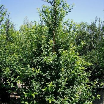 Osmanthus-burkwoodi_Sol_Hoe125-150_Co_IRIG_04_08_09.jpg