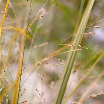 Panicum virgatum 'Northwind'