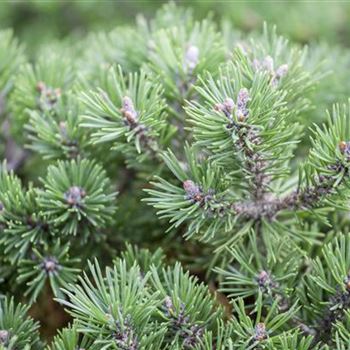 Pinus mugo 'Mini Mops'