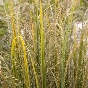 Panicum virgatum 'Northwind'