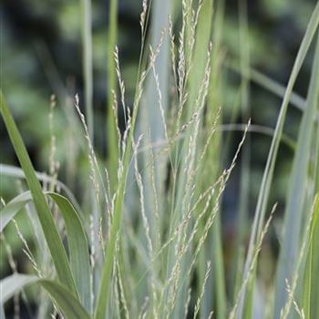 Panicum virgatum 'Northwind'