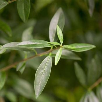 Ligustrum vulgare