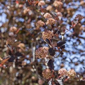 Physocarpus opulifolius