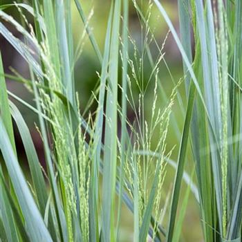 Panicum virgatum 'Northwind'