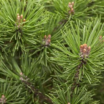 Pinus mugo 'Mops'