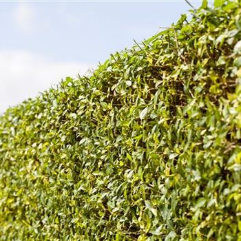 Ligustrum vulgare