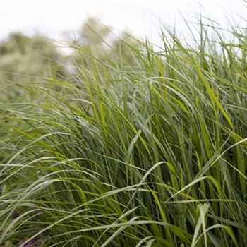 Panicum virgatum 'Strictum'