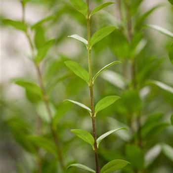 Ligustrum vulgare 'Atrovirens'