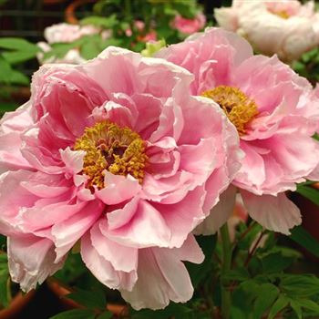 20120430_5.1_Paeonia _Hana-Kisoi_Blüte.jpg