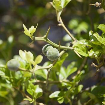 Poncirus trifoliata