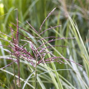 Phragmites australis