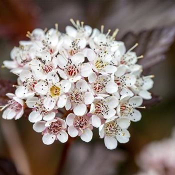 Physocarpus opulifolius 'Diable d´Or'®