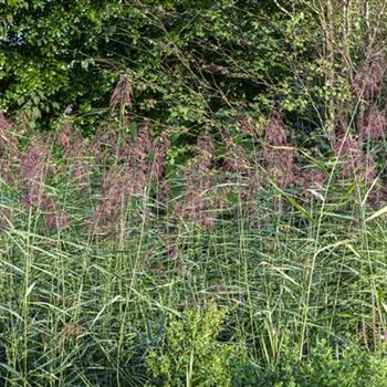 Phragmites australis