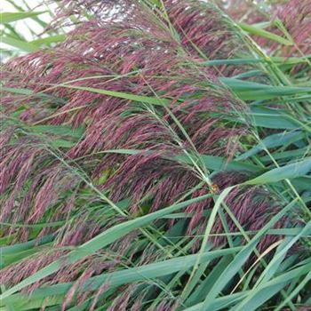 Phragmites australis