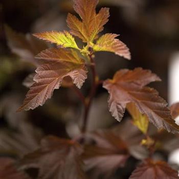 Physocarpus opulifolius 'Diable d´Or'®