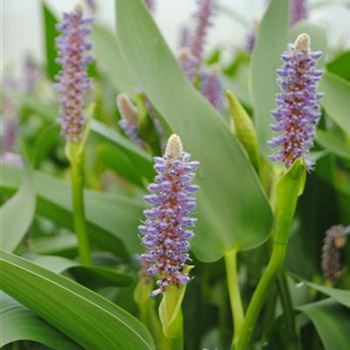 Pontederia lanceolata