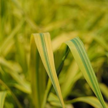 Phragmites australis 'Variegatus'