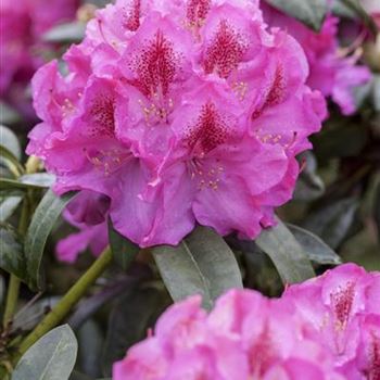 Rhododendron 'Constanze'