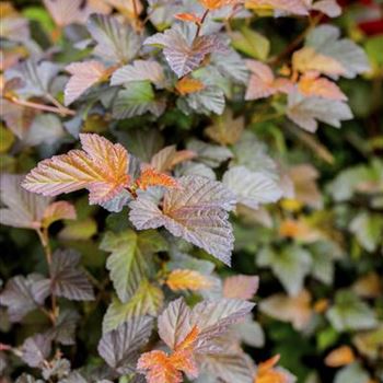 Physocarpus opulifolius 'Summer Wine'®