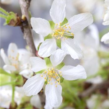 Prunus incisa 'Kojou-no-mai'