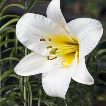 Lilium regale