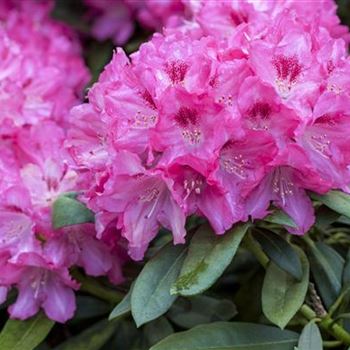 Rhododendron 'Constanze'