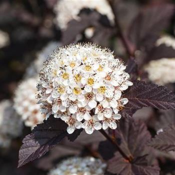 Physocarpus opulifolius 'Summer Wine'®