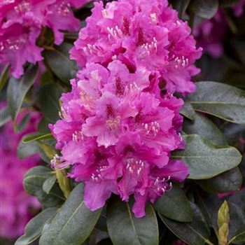 Rhododendron 'Constanze'