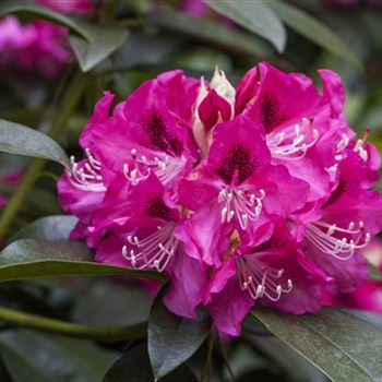 Rhododendron 'Constanze'