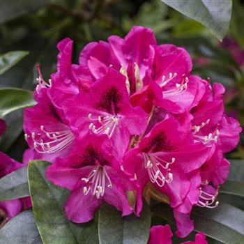 Rhododendron 'Constanze'