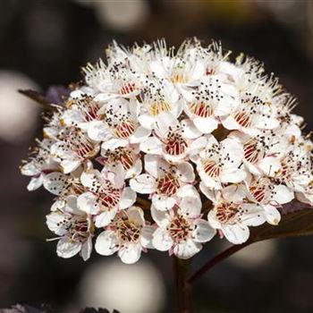 Physocarpus opulifolius 'Summer Wine'®