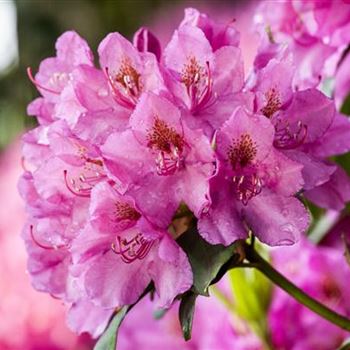 Rhododendron 'Constanze'