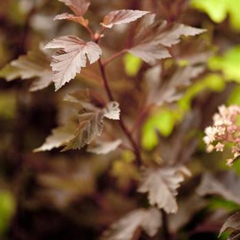 Physocarpus opulifolius 'Summer Wine'®