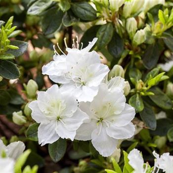 Rhododendron obtusum 'Schneewittchen'