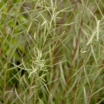 Salix rosmarinifolia