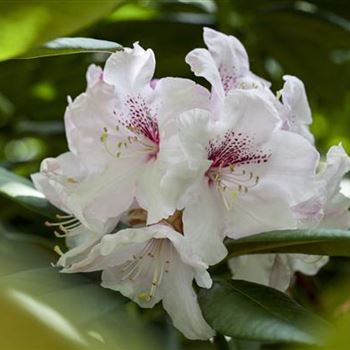 Rhododendron obtusum 'Schneewittchen'