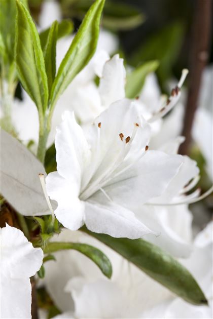Rhododendron 'Schneewittchen' von Bruns Pflanzen