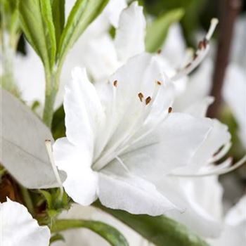 Rhododendron obtusum 'Schneewittchen'